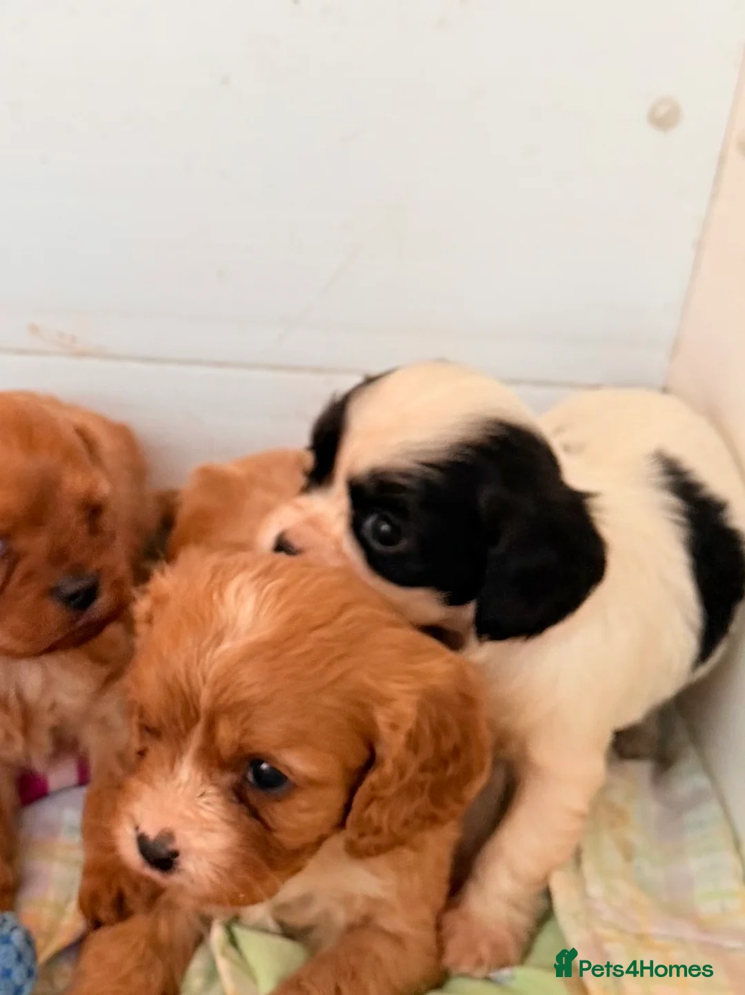 Cavapoo dogs for sale: Stunning cavapoo puppies ready 9th January  - Advert 7