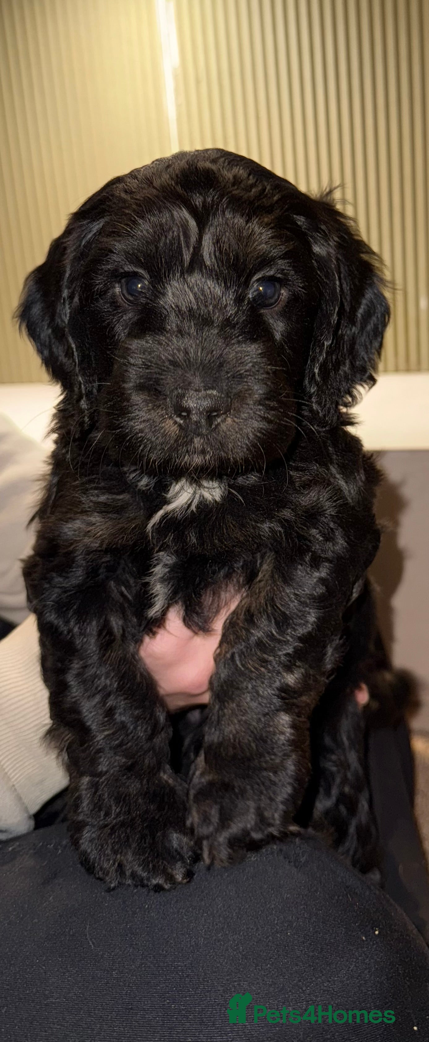 Cockapoo dogs Boys cockerpoo puppies   - Advert 4