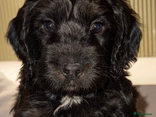 Cockapoo dogs Boys cockerpoo puppies - Advert 11