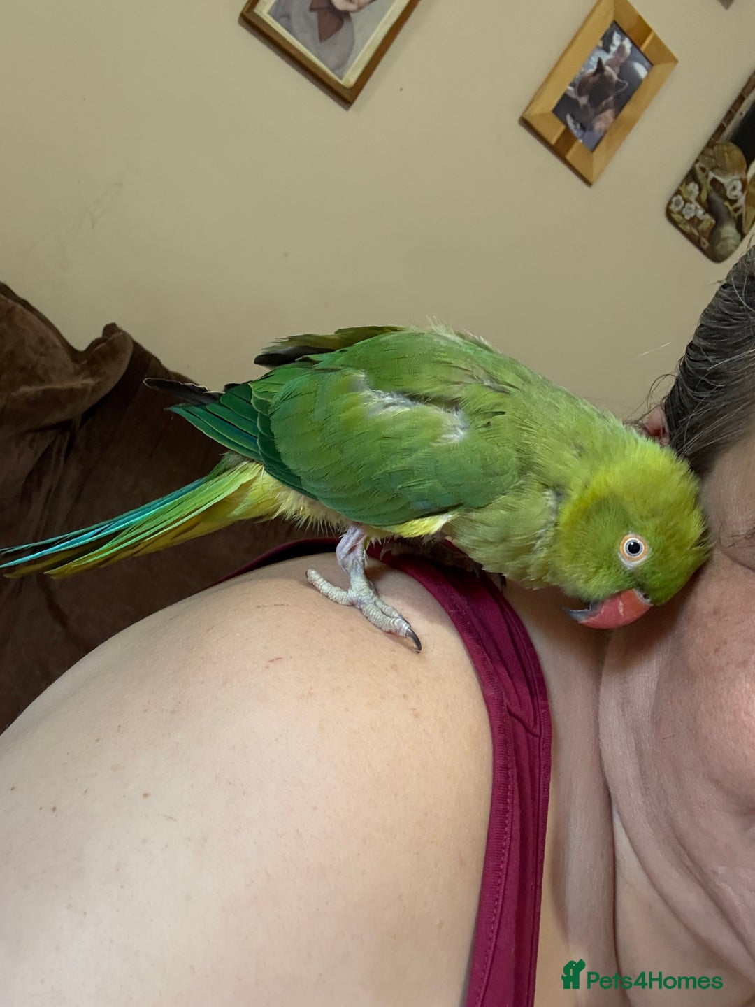 Ringnecks birds for sale: Tame ringneck  - Advert 4