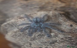 Tarantulas invertebrates for sale: Caribena versicolor  - Image 1