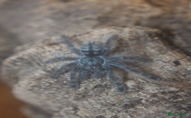 Tarantulas invertebrates - Advert 2