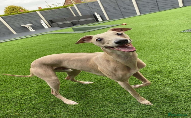 Whippet dogs - Advert 2