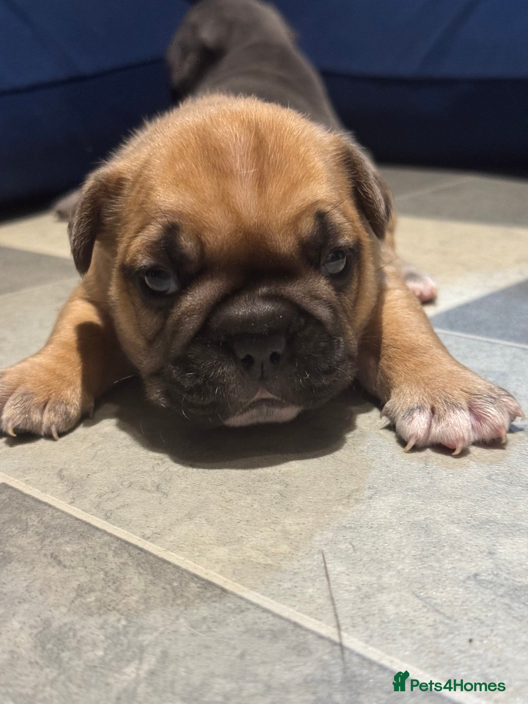 French Bulldog dogs for sale:  AMAZING PUPS  - Advert 18