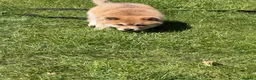 Mixed Breed dogs for sale: Chowski puppy’s  - Advert 3