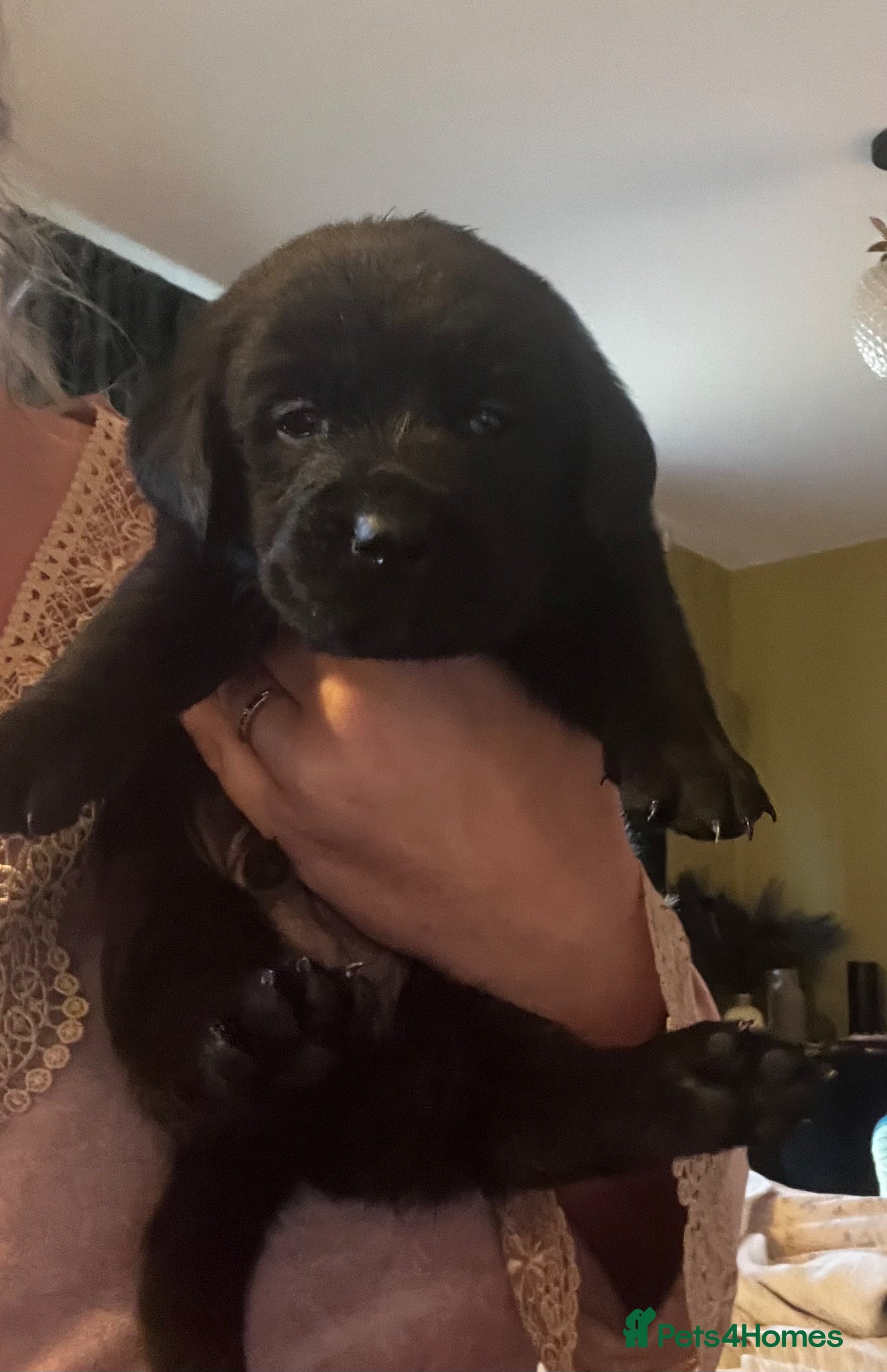 Goldador dogs Goldadors ❤️❤️❤️ - Advert 2