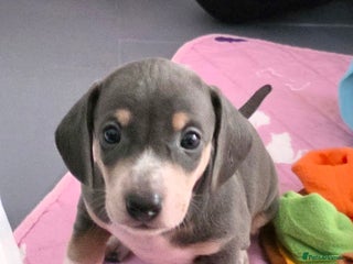 Miniature Dachshund dogs Beautiful Litter of Miniature Dachshund✨️s - Advert 18