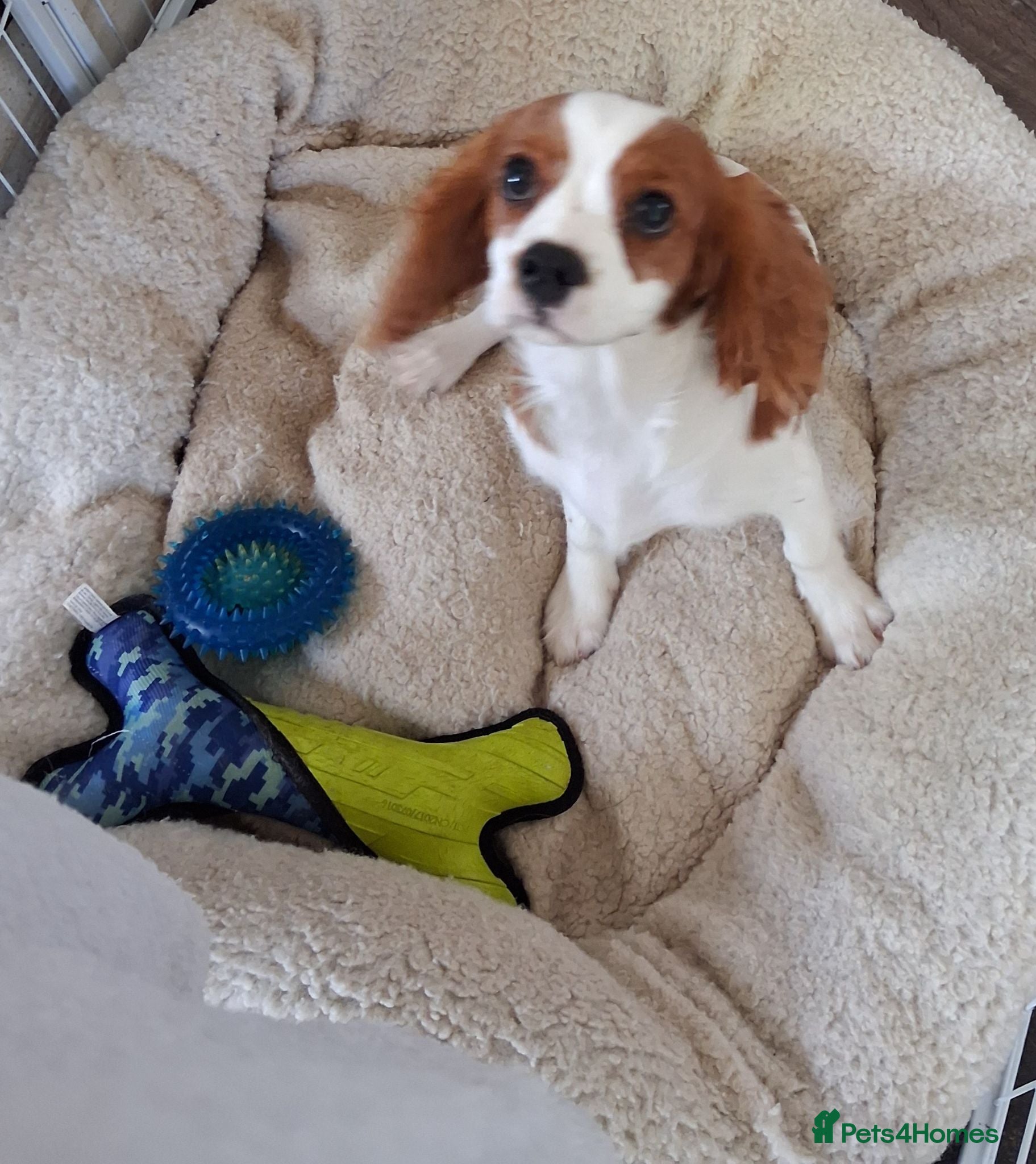 Cavalier King Charles Spaniel dogs Cavalier king  Charles male puppy - Advert 4
