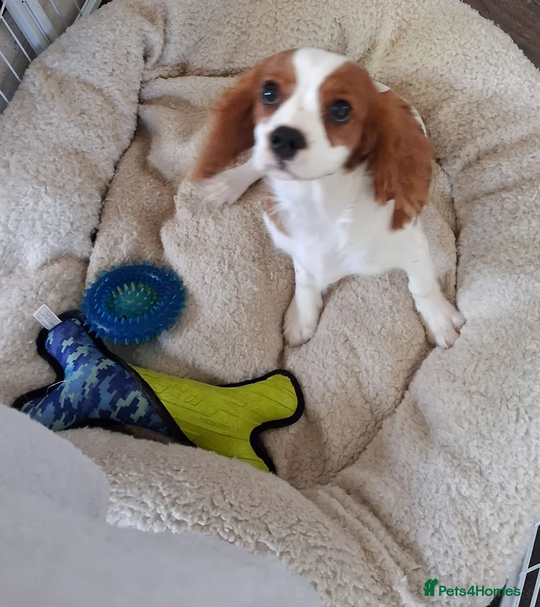 Cavalier King Charles Spaniel dogs for sale: Cavalier king  Charles male puppy - Advert 1