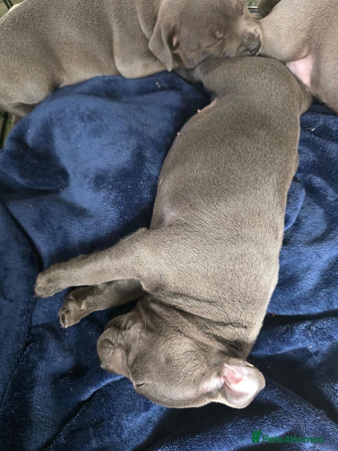 Staffordshire Bull Terrier dogs for sale: Beautiful Blue Staffs KC Registered - Image 24