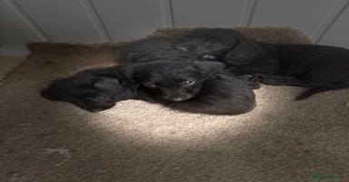 Doxiepoo dogs - Advert 1