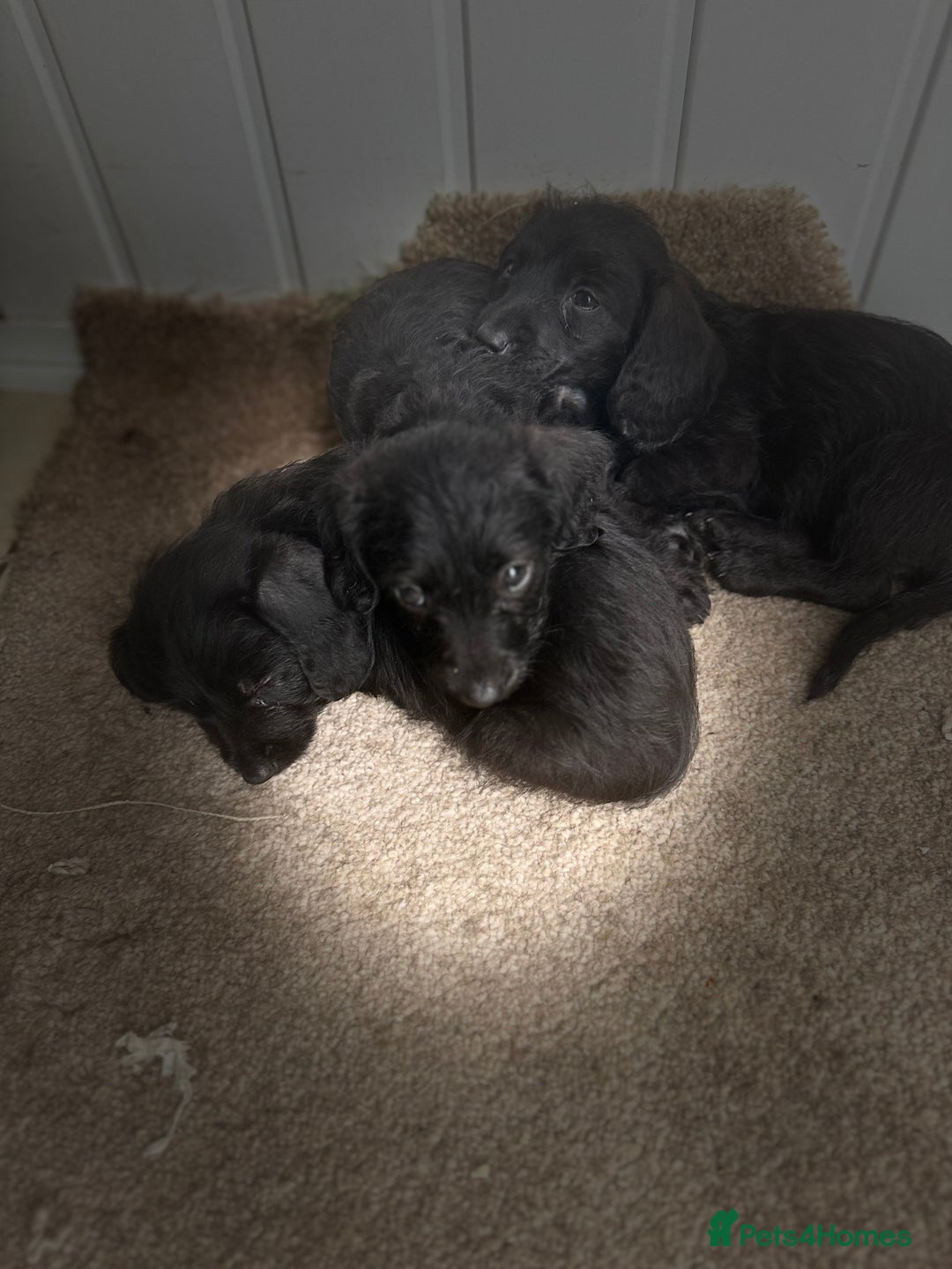Doxiepoo dogs for sale: Daxi poos - Image 3