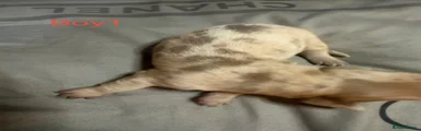 Miniature Dachshund 1