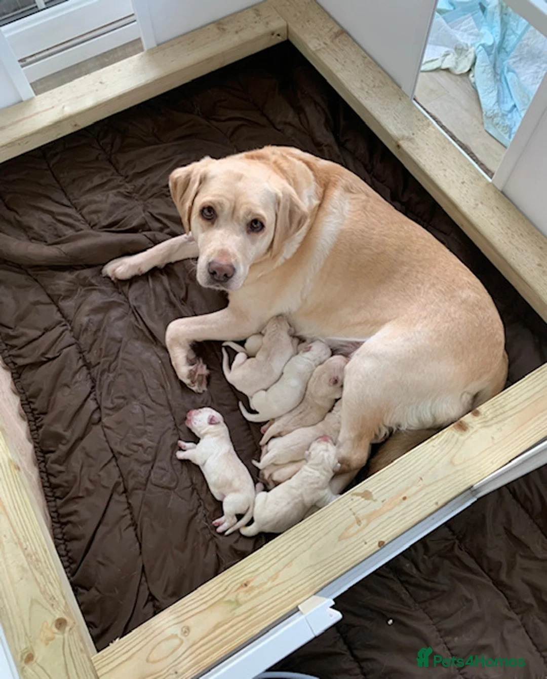 Labrador Retriever dogs for sale: kc registered labradors - Advert 7