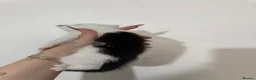 Domestic Shorthair cats for sale: Black and white domestic shorthair kittens - Advert 6