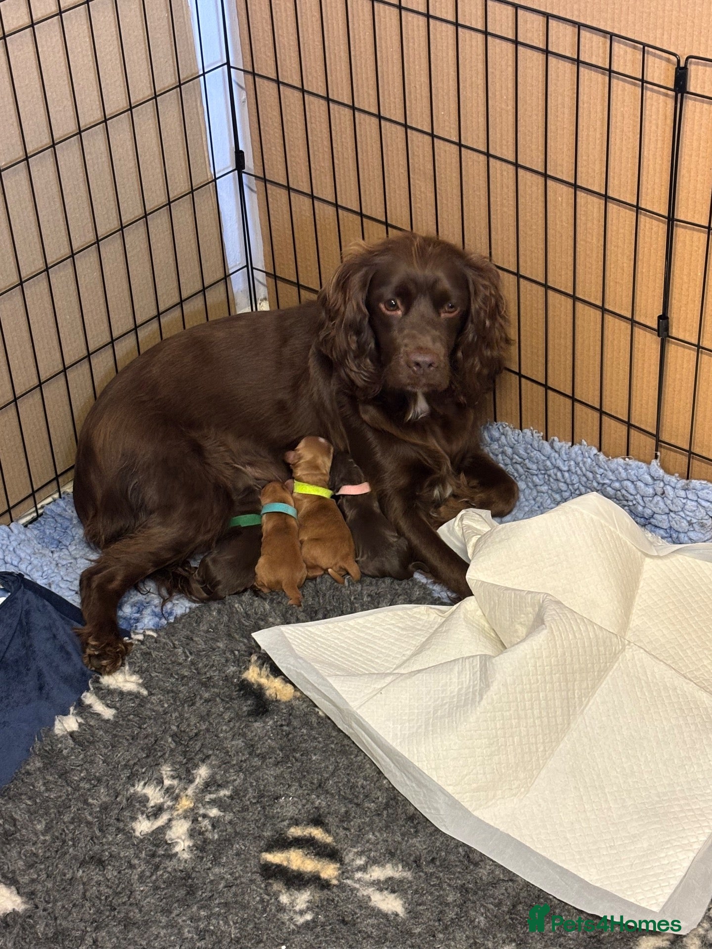 Cocker Spaniel dogs for sale: Gorgeous working type cocker spaniel puppies - Advert 4