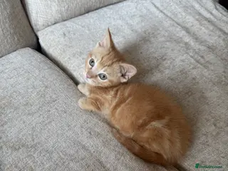 Munchkin cats 💎 RARE 💎 STANDARD MUNCHKINS READY TO LEAVE NOW - Advert 6