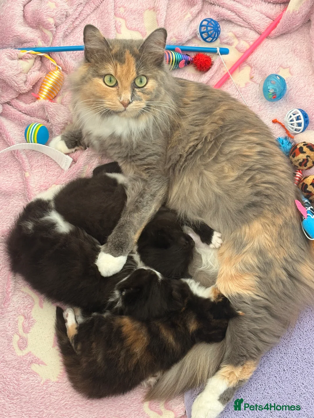 Mixed Breed cats for sale: British shorthair cross kittens - Advert 1