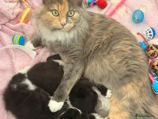 Mixed Breed cats British shorthair cross kittens - Advert 2