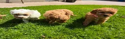 Cavapoo dogs for sale: Toy Cavapoo Puppies  - Advert 8