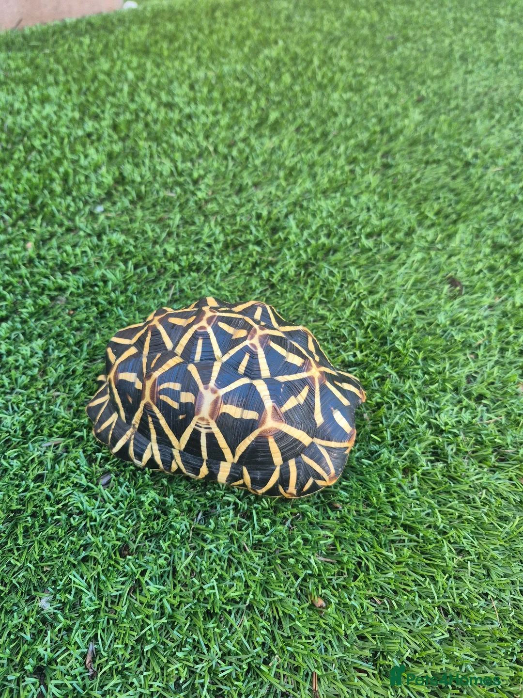 Tortoise reptiles for sale: MALE INDIAN STAR TORTOISE  in Newcastle upon Tyne - Advert 9