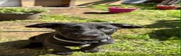 Mixed Breed dogs for sale: 13 week old Belgian Malinois x German shepherd  in Hamilton - Advert 4