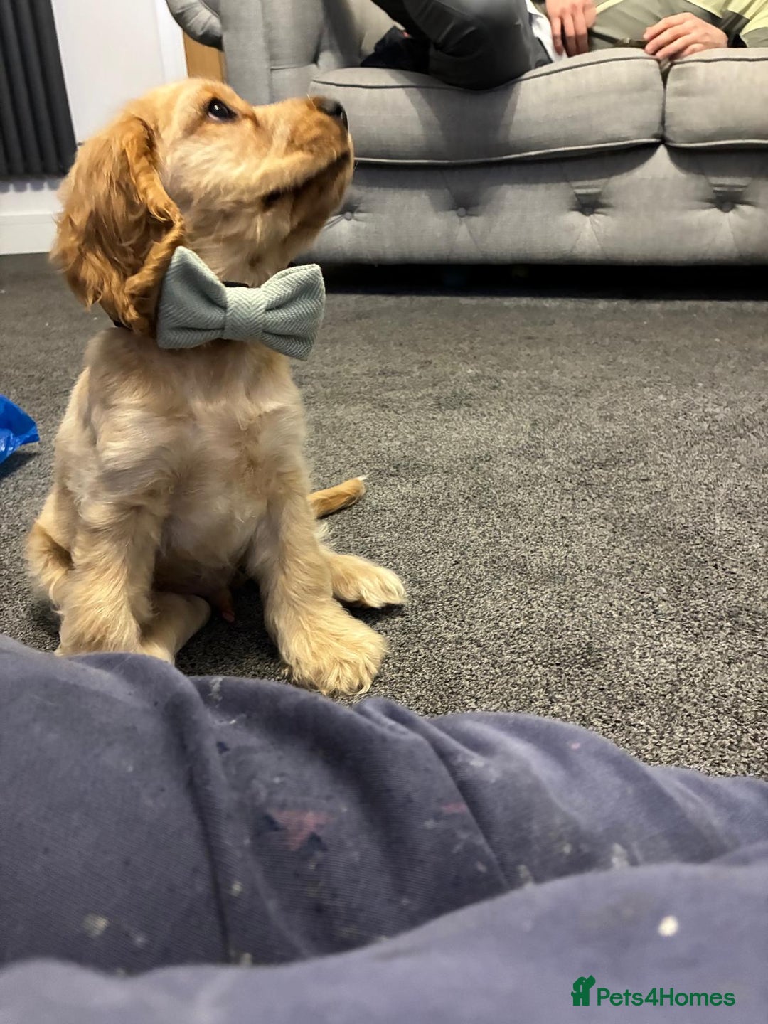 Cocker Spaniel dogs for sale: GOLDEN SHOW COCKER PUPPIES  - Image 25