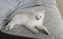 Mixed Breed cats for sale: Two beautiful kittens - Image 1