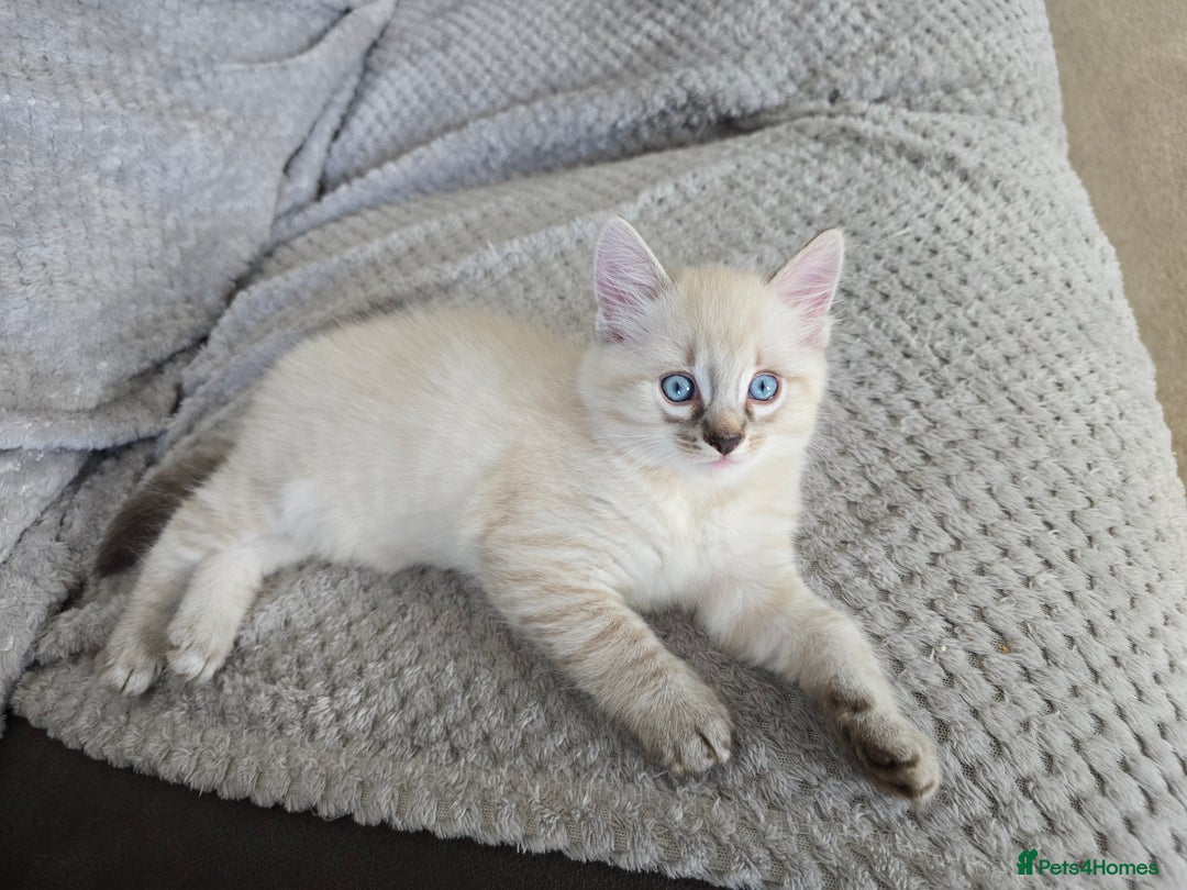 Mixed Breed cats for sale: Two beautiful kittens - Image 1