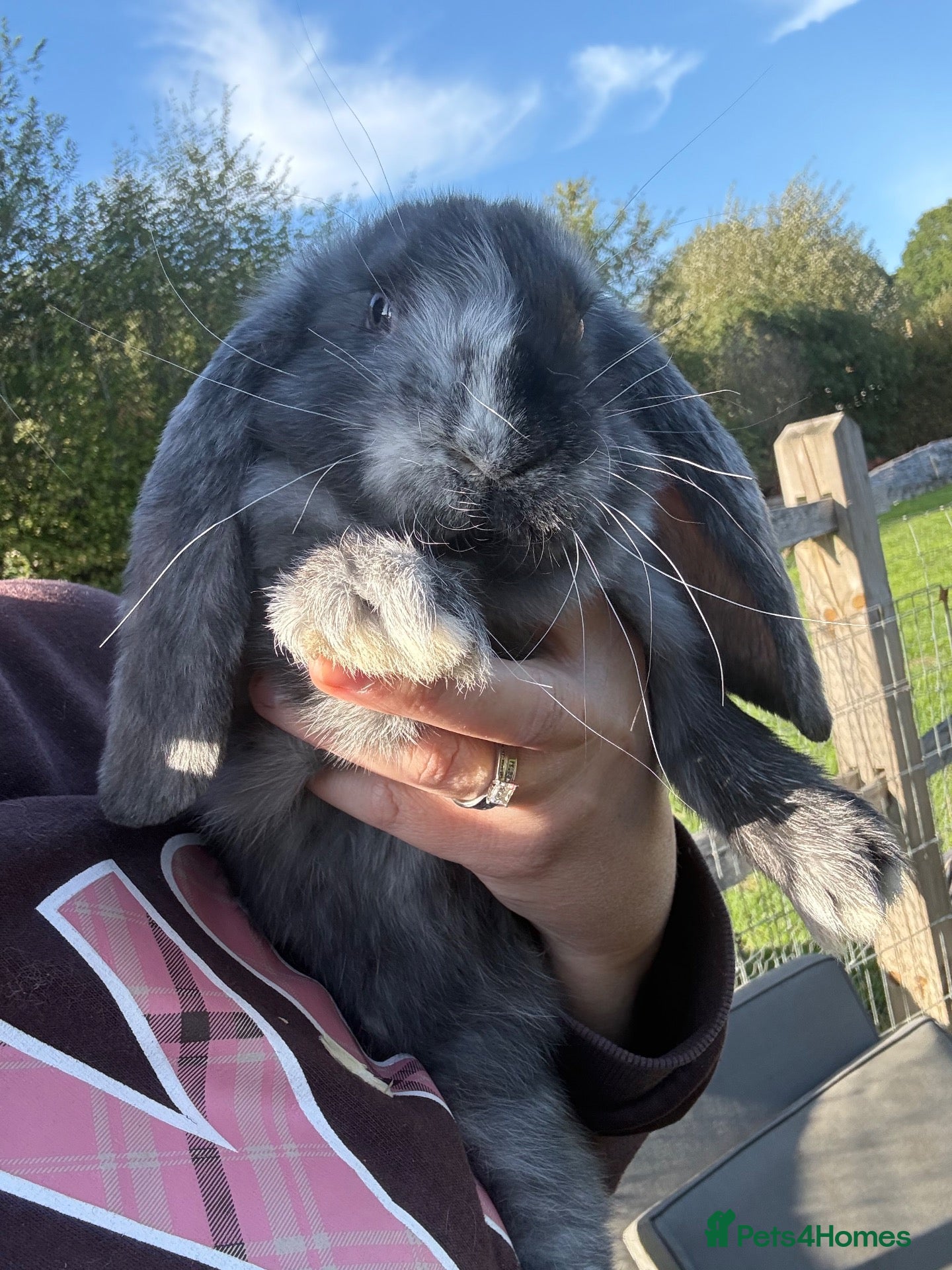 French Lop rabbits 💕Stunning pure bred French lops 💕 - Advert 17