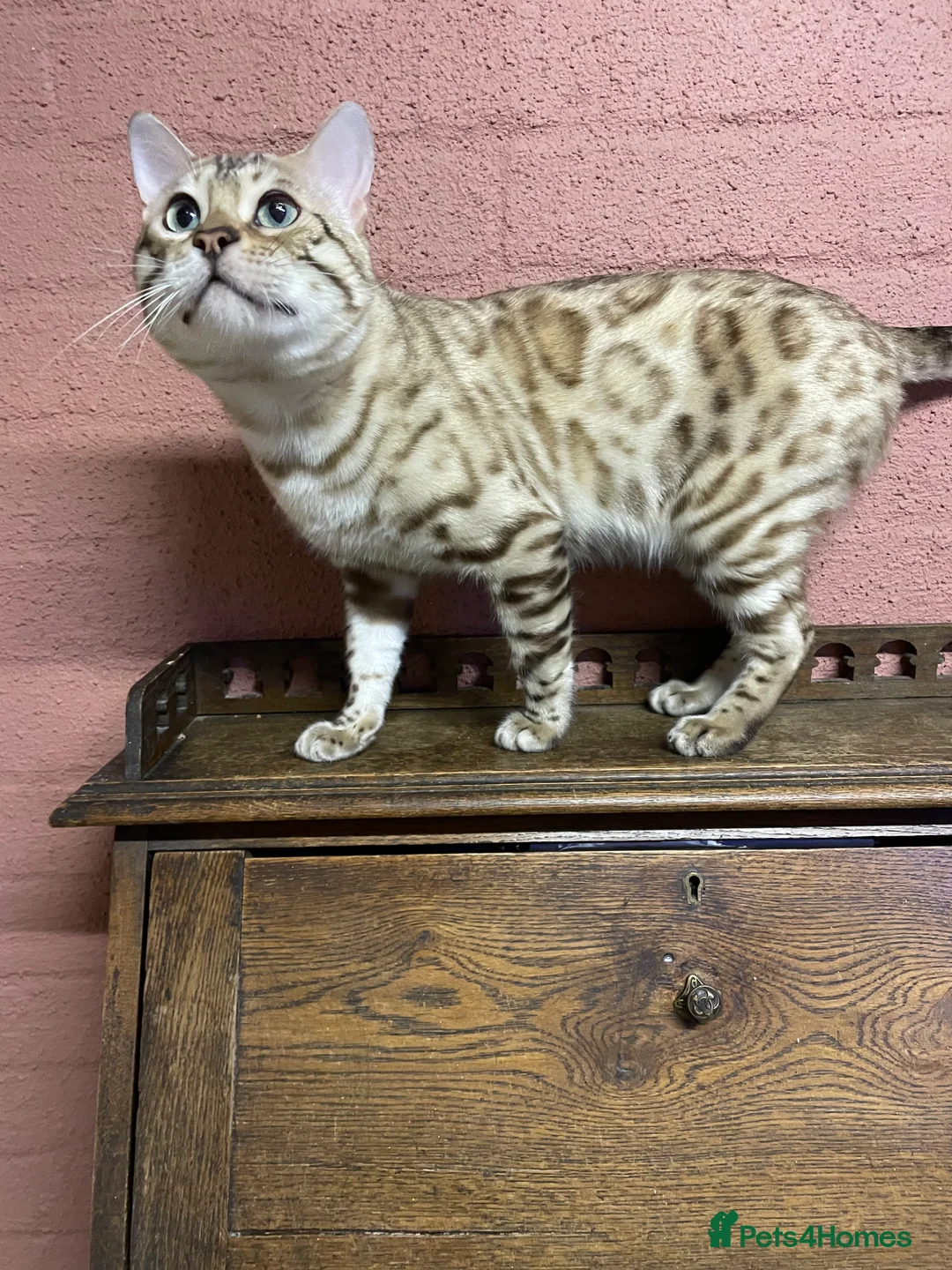 Bengal cats for sale: Bengal boy - Advert 15