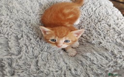 Mixed Breed cats for sale: Lovely kittens  - Image 3