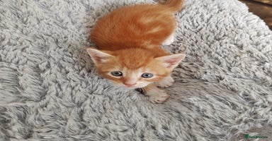 Mixed Breed cats - Advert 14