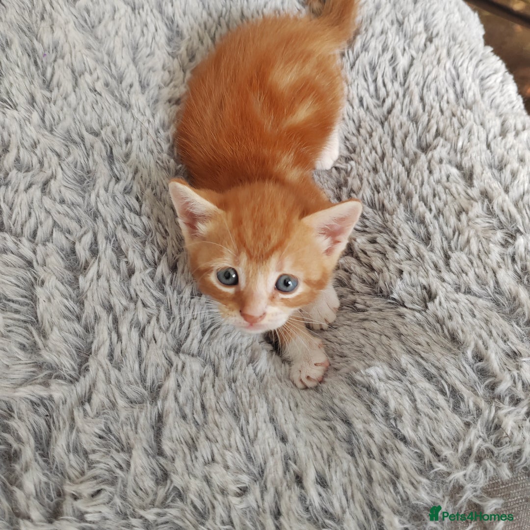 Mixed Breed cats for sale: Lovely kittens  - Image 3