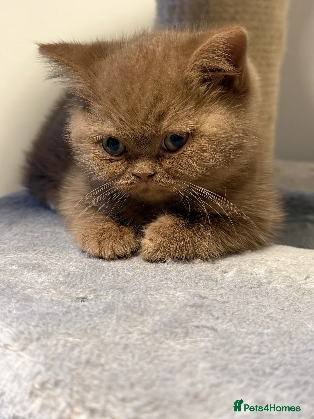 British Shorthair cats for sale: Stunning cinnamon British shorthair  - Advert 1