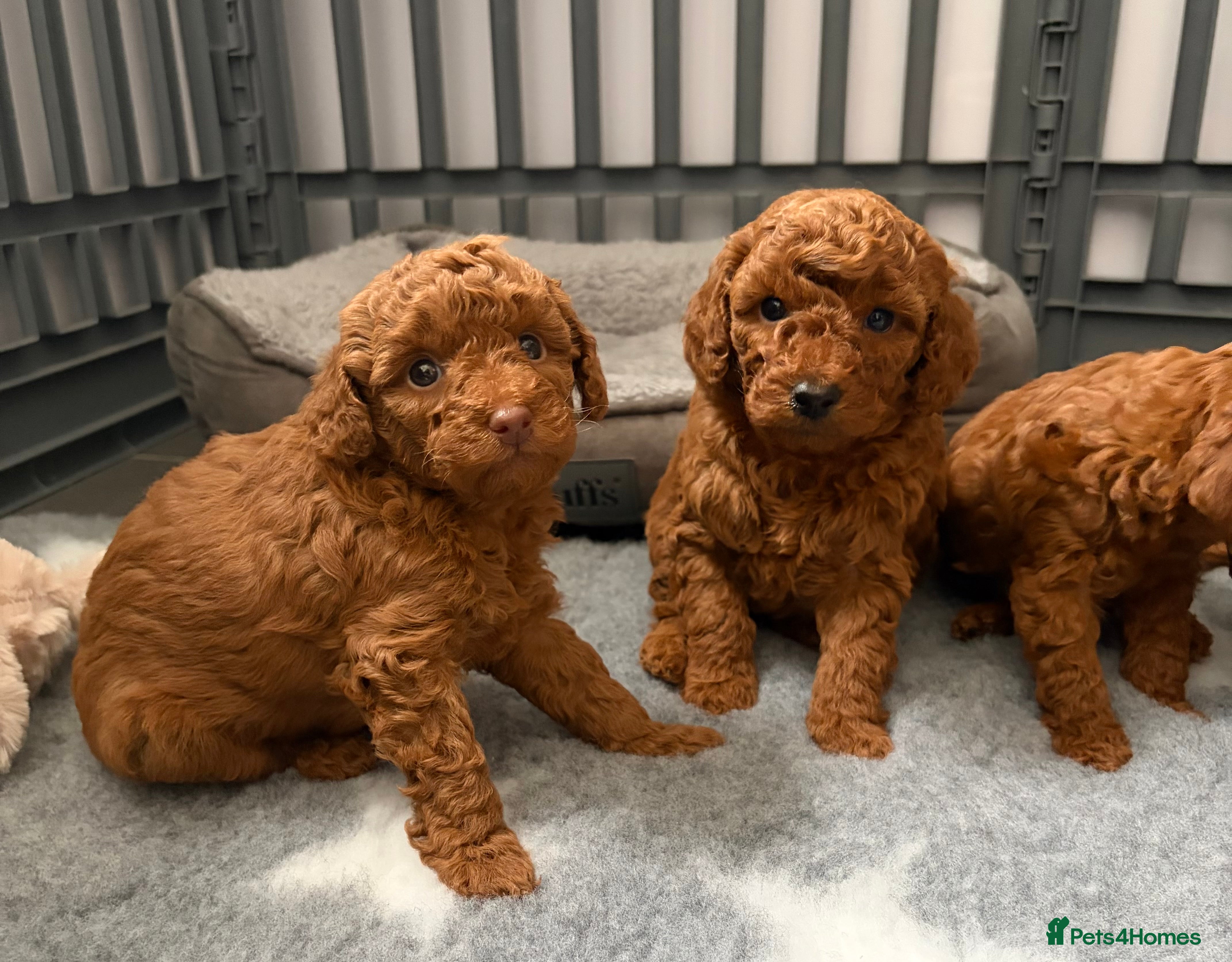 Cavapoo dogs F1 Cavapoo puppies  - Advert 8