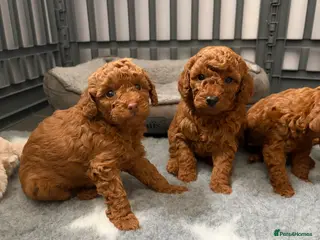 Cavapoo dogs F1 Cavapoo puppies - Advert 18