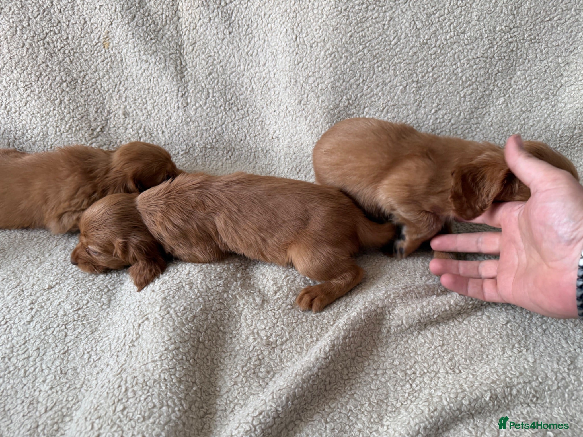 Cocker Spaniel dogs Kc registered workingline cocker spaniels  - Advert 1