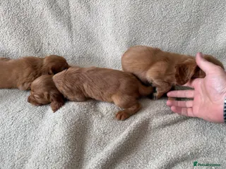 Cocker Spaniel dogs Kc registered workingline cocker spaniels - Advert 1