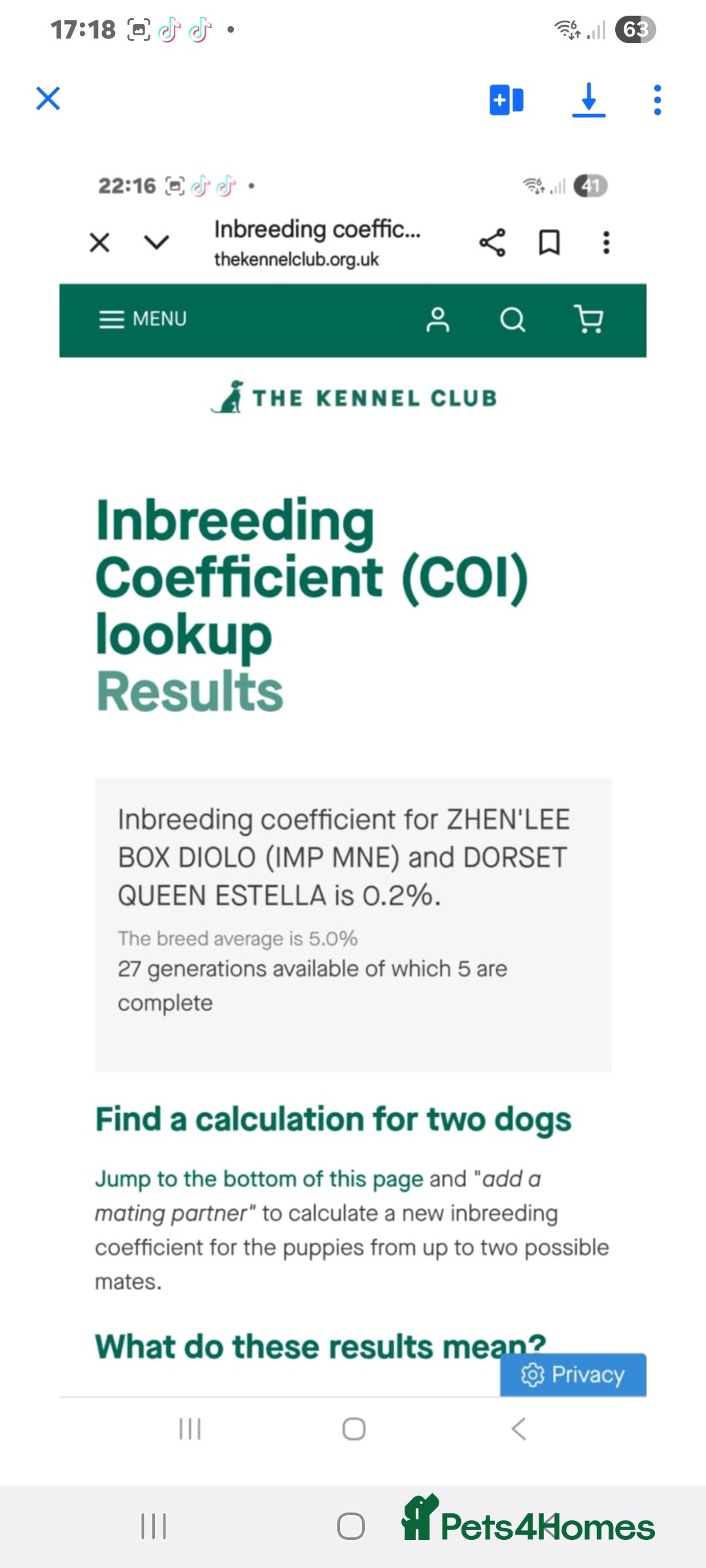 Boxer dogs for sale: Stunning Boxer Puppies  - Advert 16