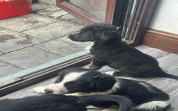 Mixed Breed dogs for sale: Cockerpoo x bordercollie puppies - Image 10