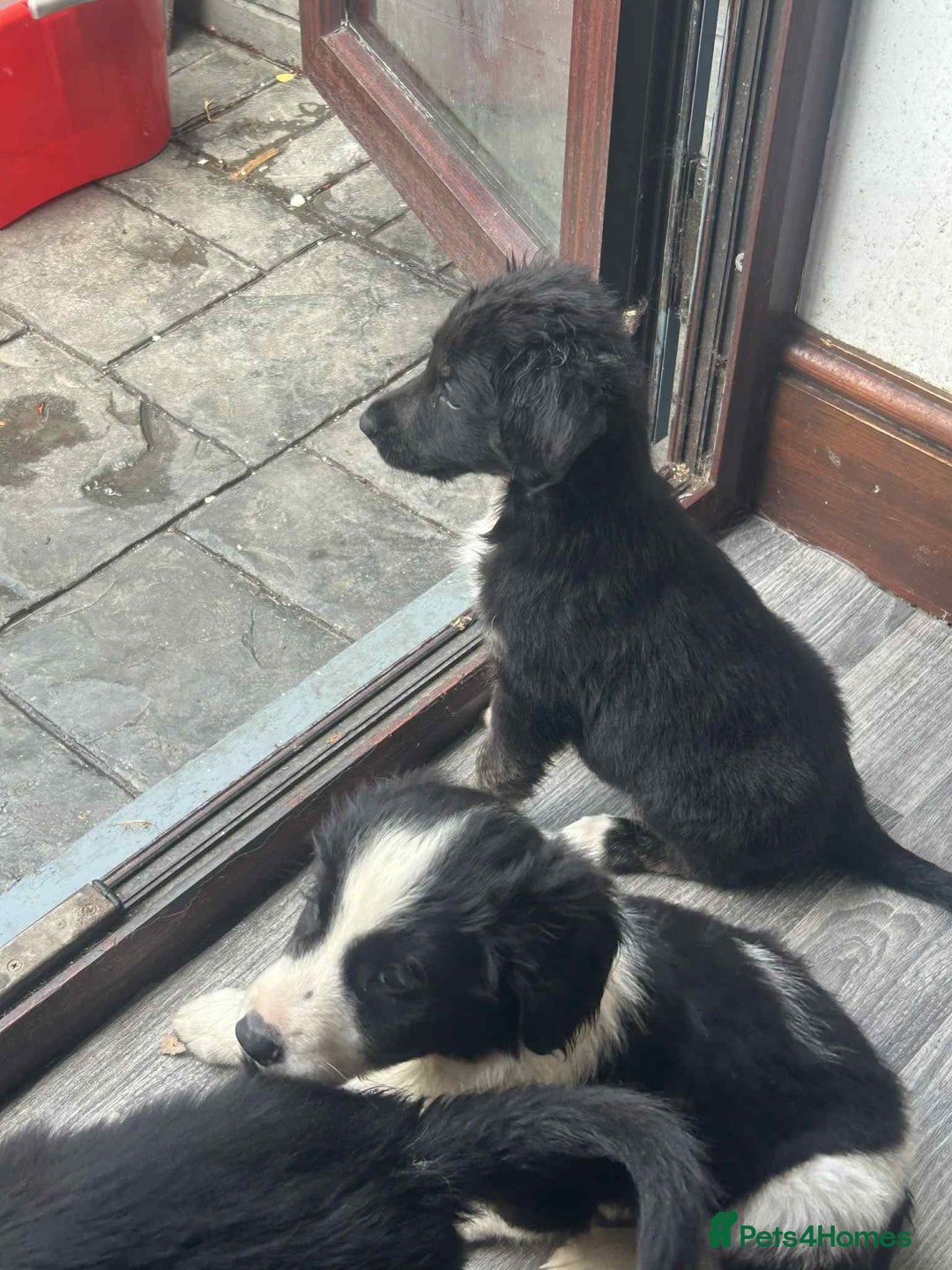 Mixed Breed dogs for sale: Cockerpoo x bordercollie puppies - Image 10