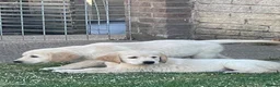 Golden Retriever dogs for sale: 7 Beautiful Golden retriever puppies  - Advert 7
