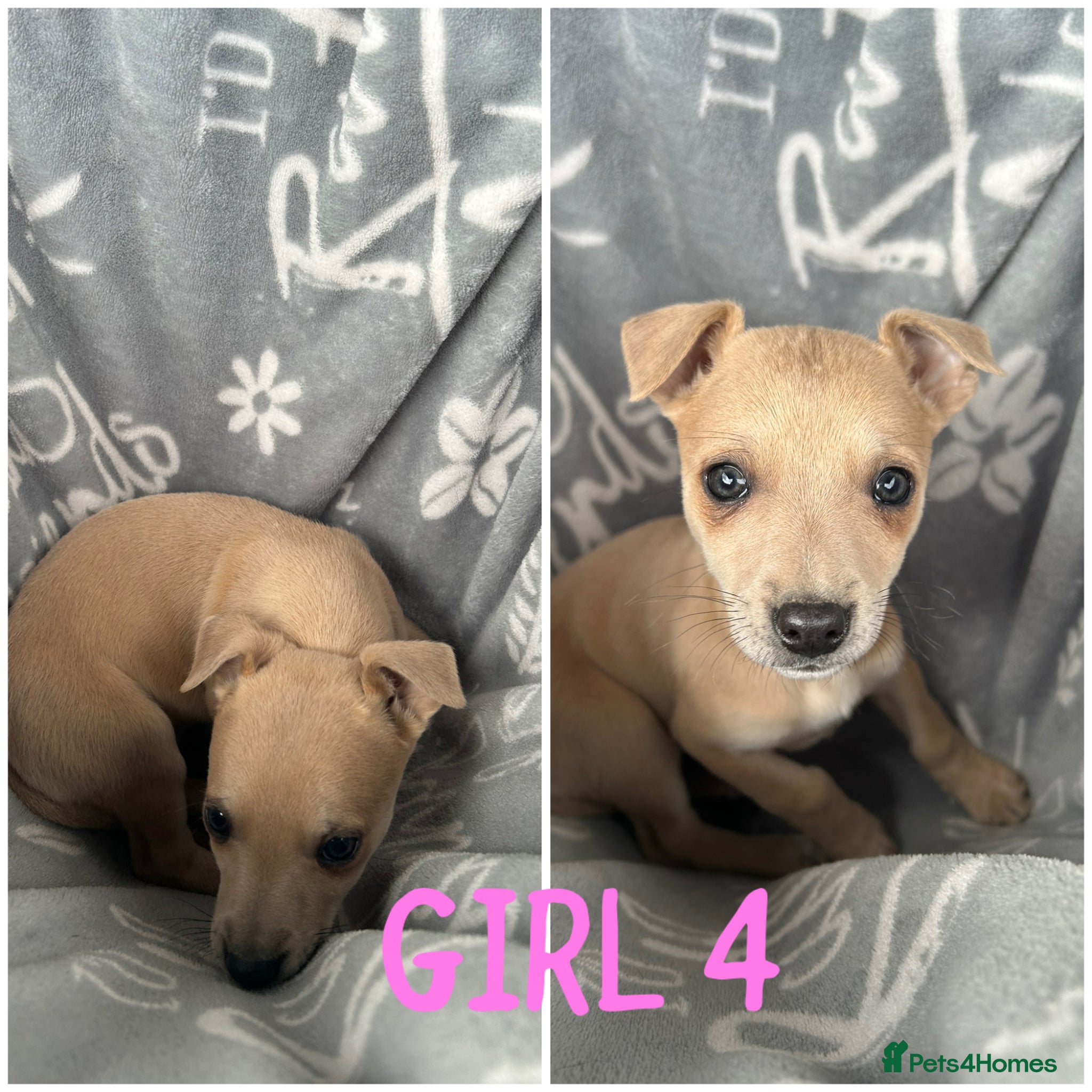 Mixed Breed dogs Chihuahua cross Whippet Puppies  - Advert 5