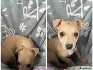 Mixed Breed dogs Chihuahua cross Whippet Puppies - Advert 5