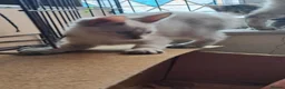 Bengal cats for sale: Snow lynx bengal kittens  - Advert 13