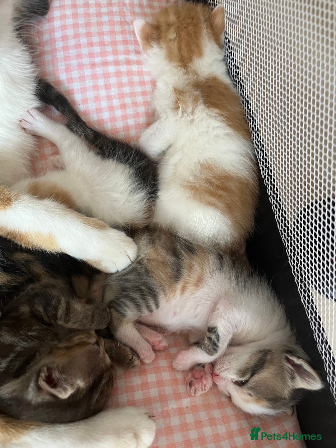 Domestic Shorthair cats for sale: Litter of 9 Beautiful Kittens - Image 14