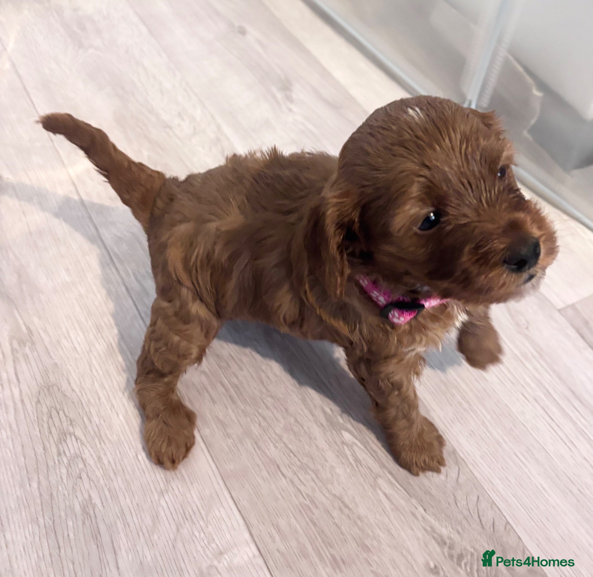 Cockapoo dogs LAST GIRL!Toy F2 Cockapoo Pup-fully health tested - Advert 1
