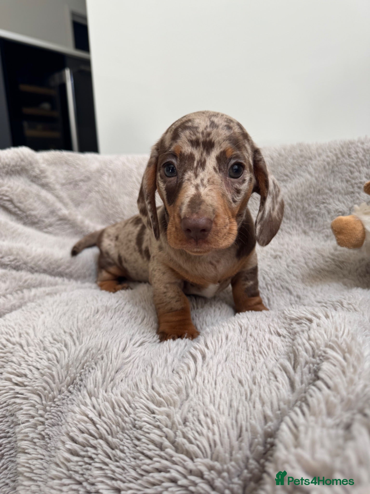 Miniature Dachshund dogs Miniature dachshund  - Advert 15