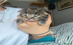 Maine Coon cats for sale: White Maine Coon boy  - Image 16